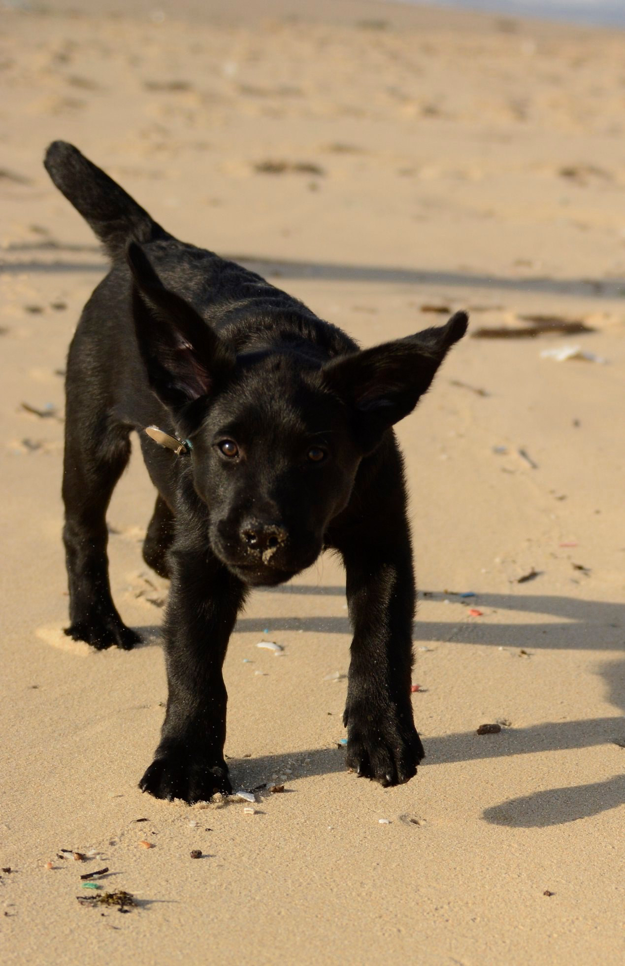 Chiot Pringles plage