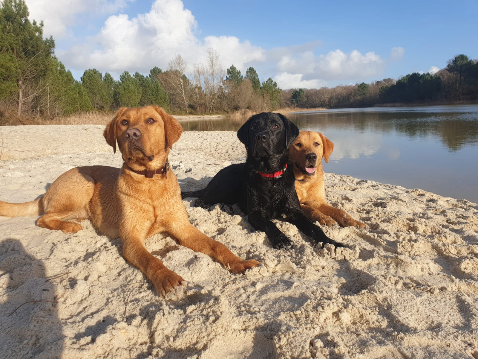 Chiens sur le sable