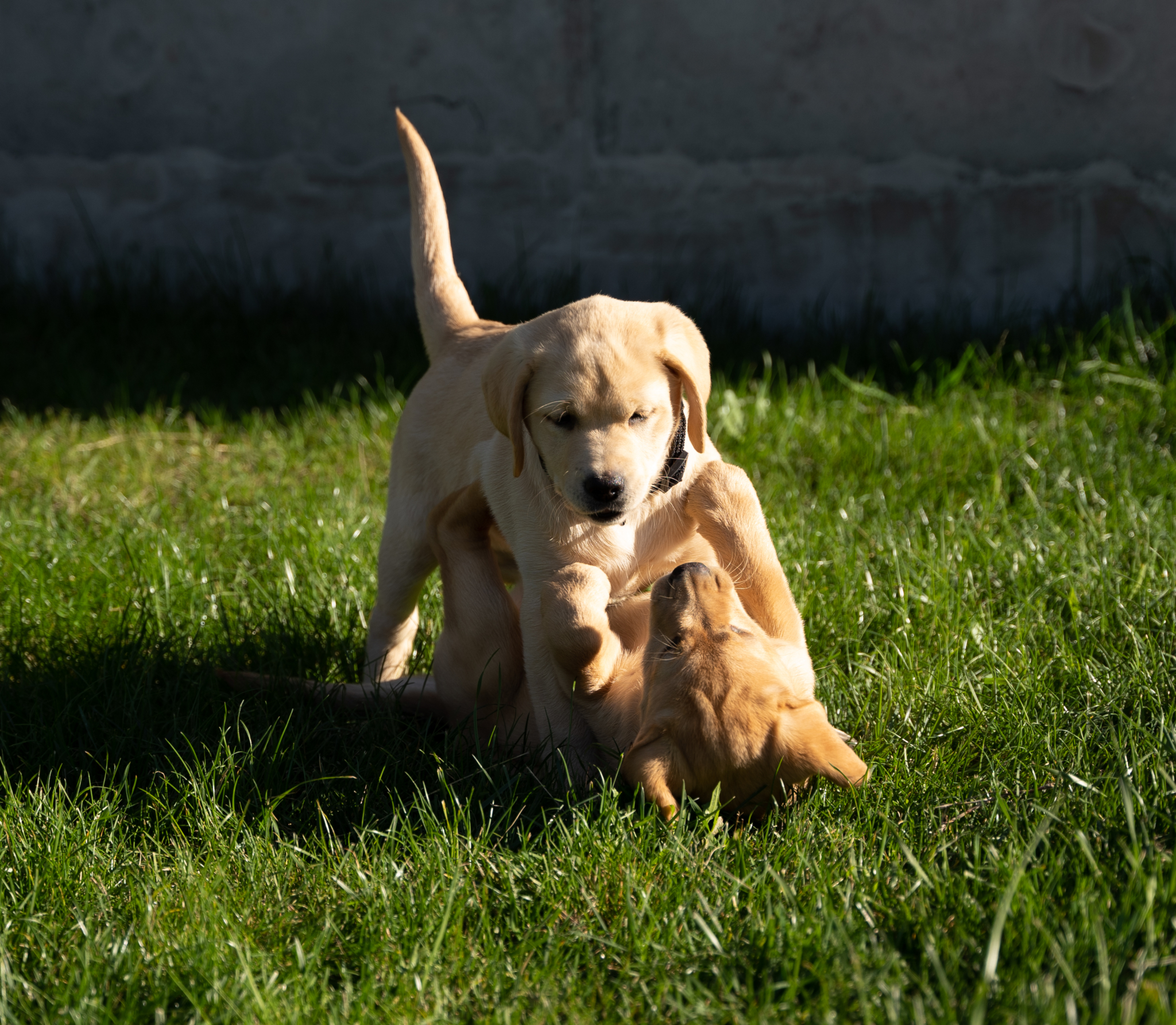 Deux chiots jouant