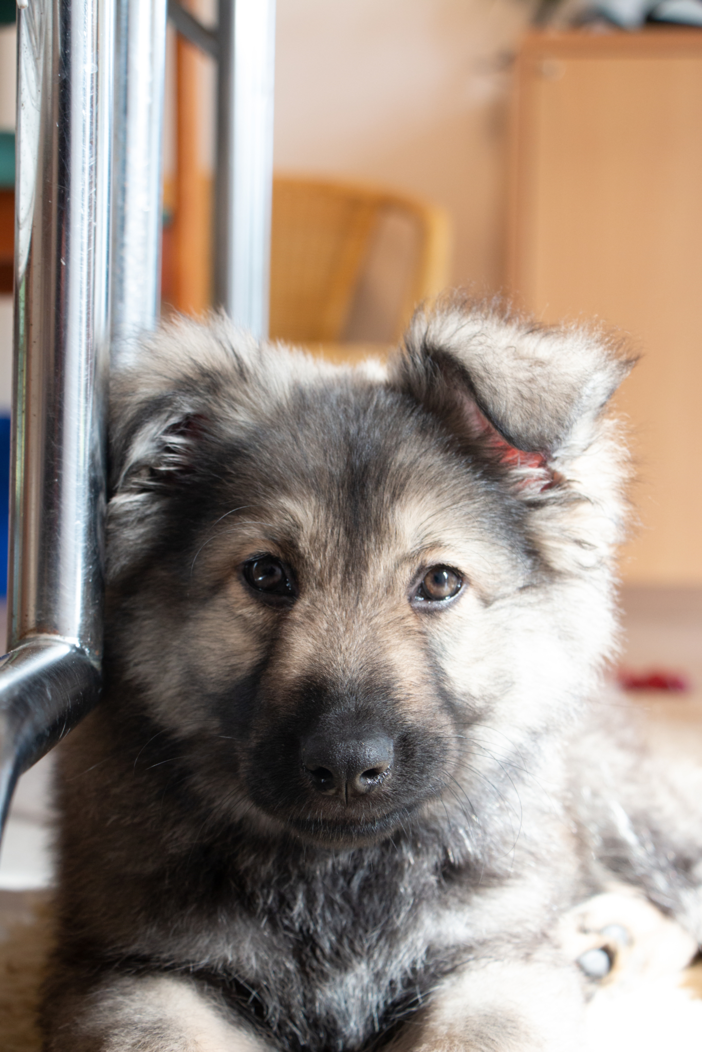 Sky chiot berger allemand