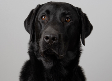 Poker - labrador
