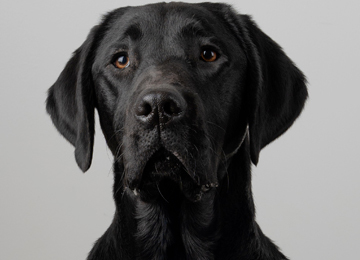 RMax - labrador