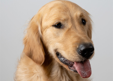 Ragnar - golden retriever