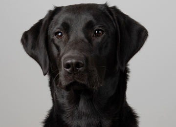 Rainbow - labrador