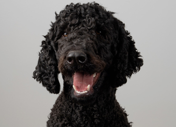 Ramses - labradoodle