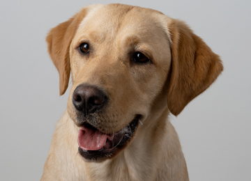 Remix - labrador croisé golden