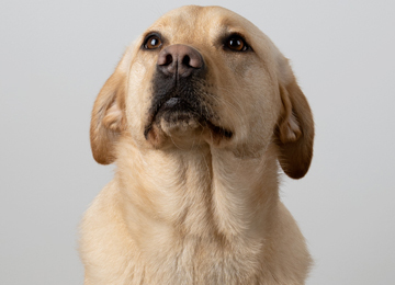 Ripley - labrador