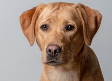 Rumba - labrador