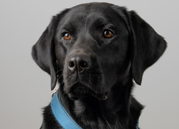Rumba -labrador