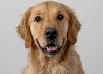 Ryder - golden retriever