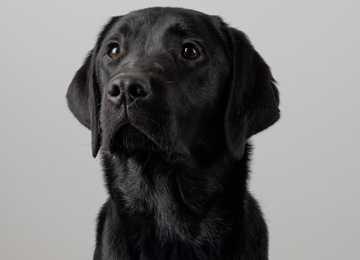 Sushi - labrador