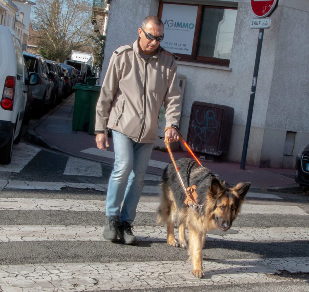 Les races de chiens guides - Chiens Guides d’Alienor
