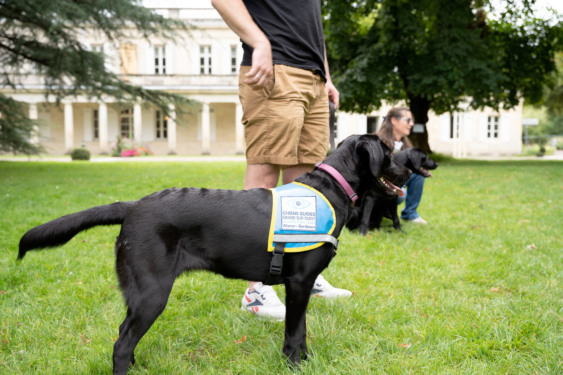 Chien en séance d'éducation