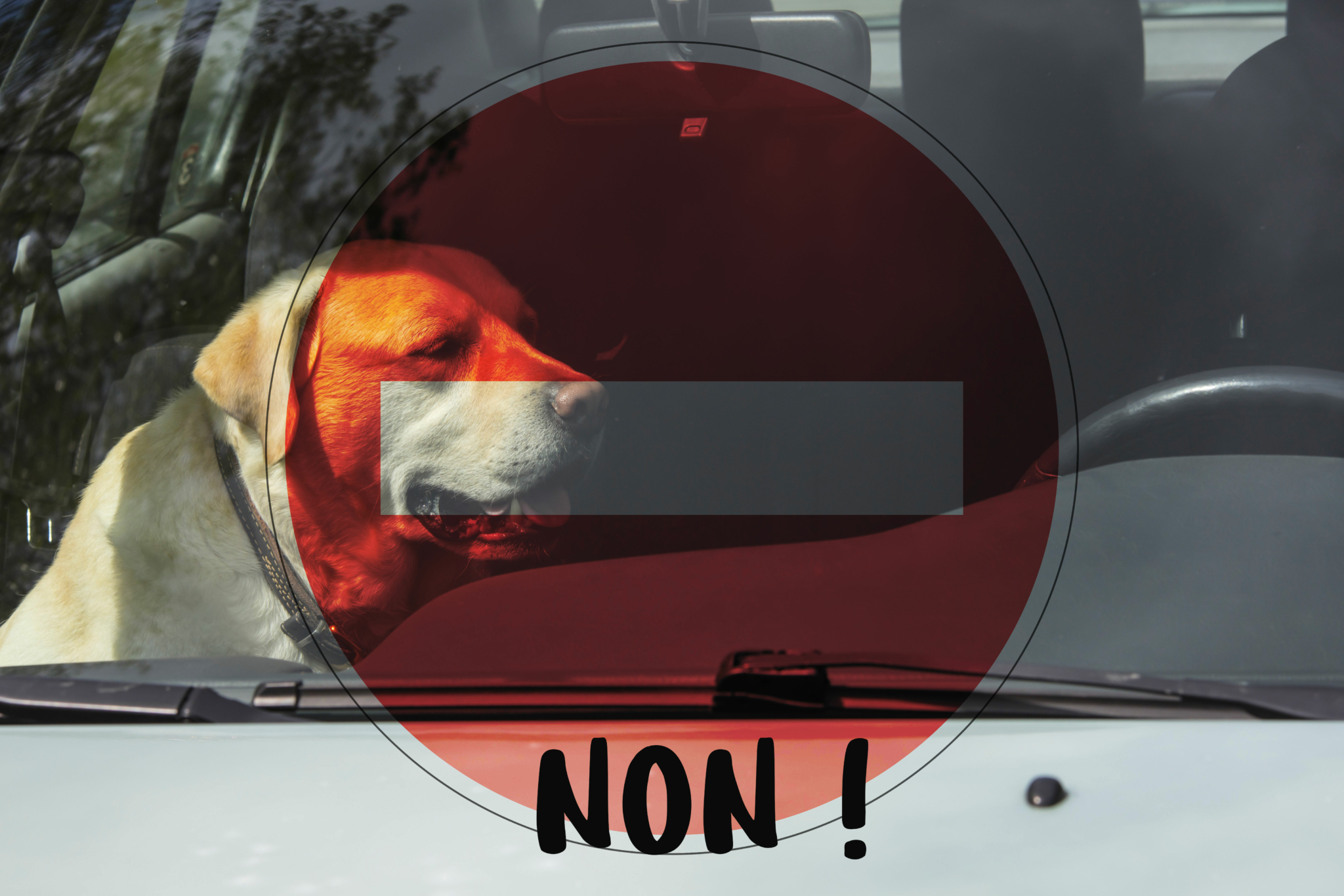 labrador-voiture