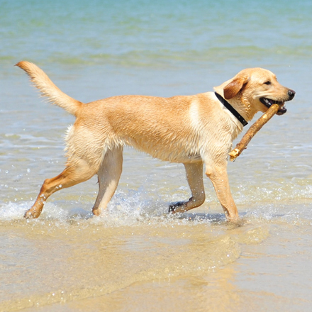 Chien sur la plage