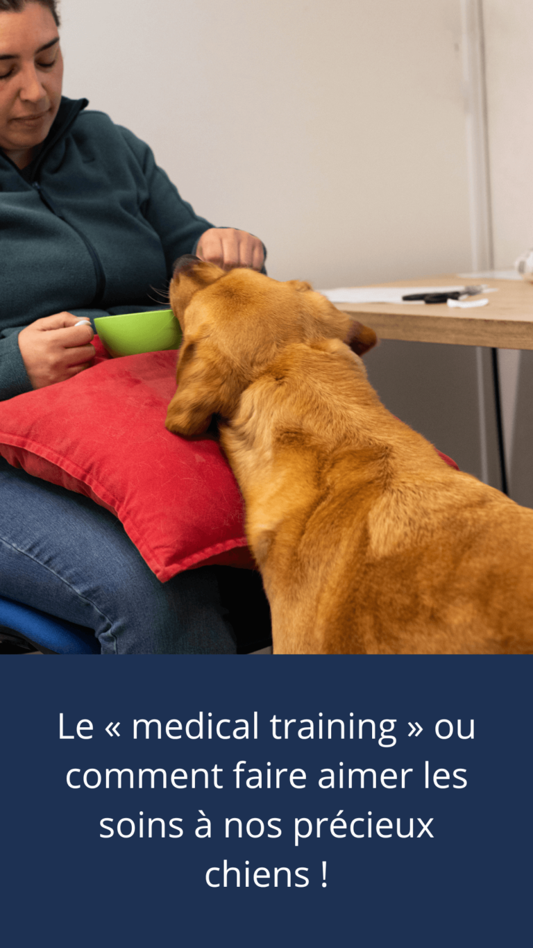 Photo de Sophie en soin avec un chien guide en éducation avec le médical training avec le titre : Le « medical training » ou comment faire aimer les soins à nos précieux petits chiens !