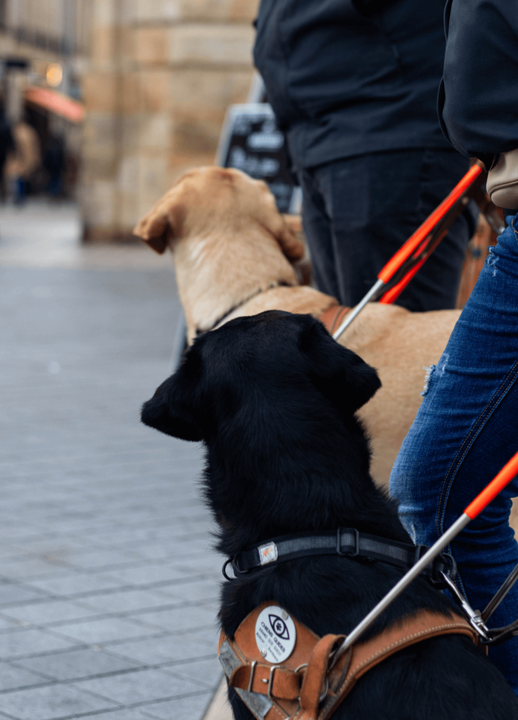 Deux chiens guides de l'école Aliénor Aquitaine en séance d'éducation dans la ville de bordeaux