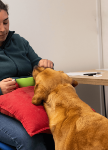 Photo de sophie qui réalise un soin sur un chien guide en apprentissage avec le médial training