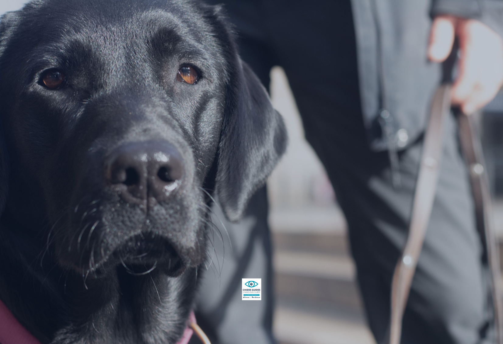 pourquoi devenir famille d'accueil d'un futur chien guide