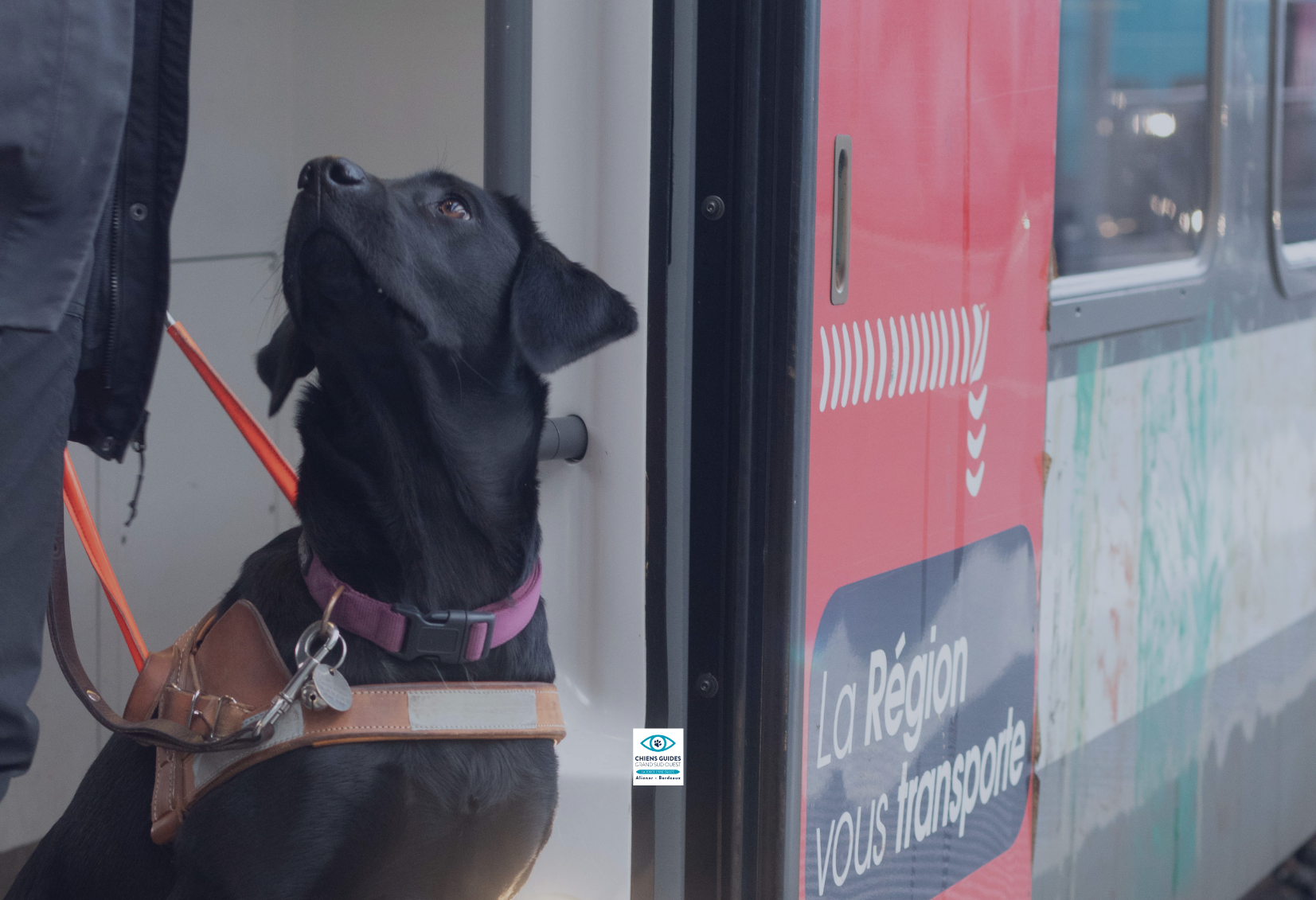 Photo d'une chienne guide en formation à la gare saint jean