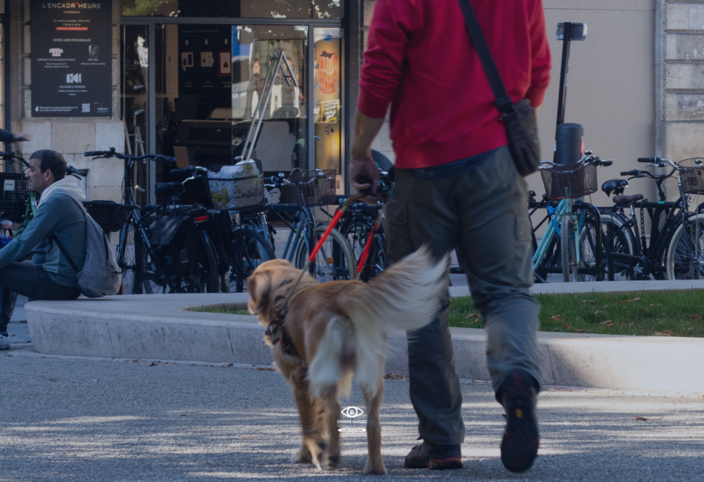 Refus d'accès d'un chien guide