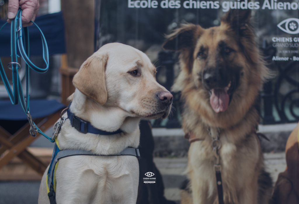Rencontrer les chiens guides de bordeaux