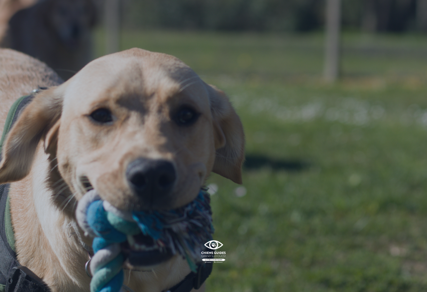 Photo d'Alizée, chien guide à l'école aliénor Aquitaine avec Florine Faveau