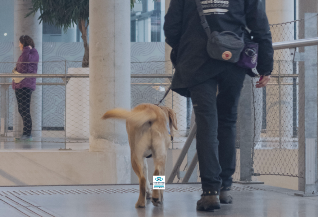 Photo de Christelle en séance d'éducation avec un chien guide de l'école aliénor aquitaine pour une intervention RSE en entreprise