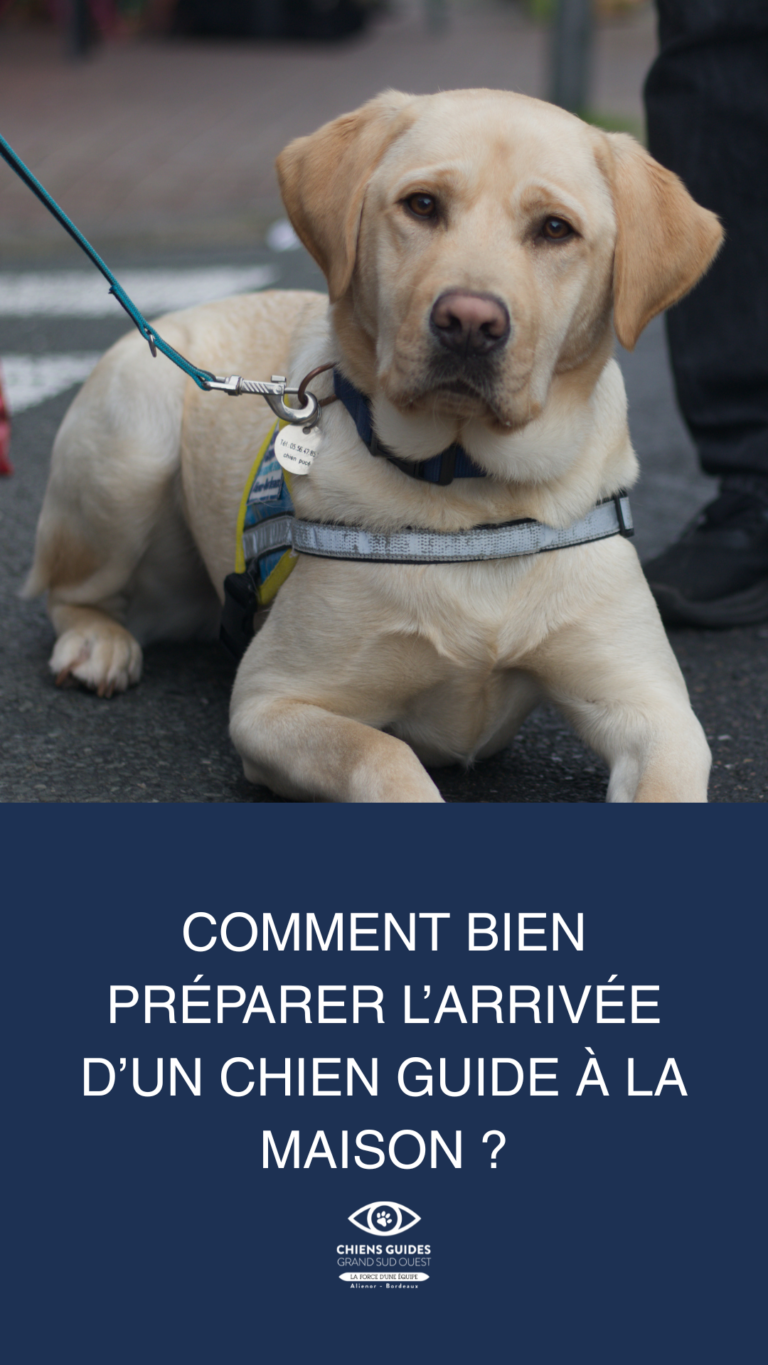 Comment préparer l'arrivée d'un chien guide à la maison ?