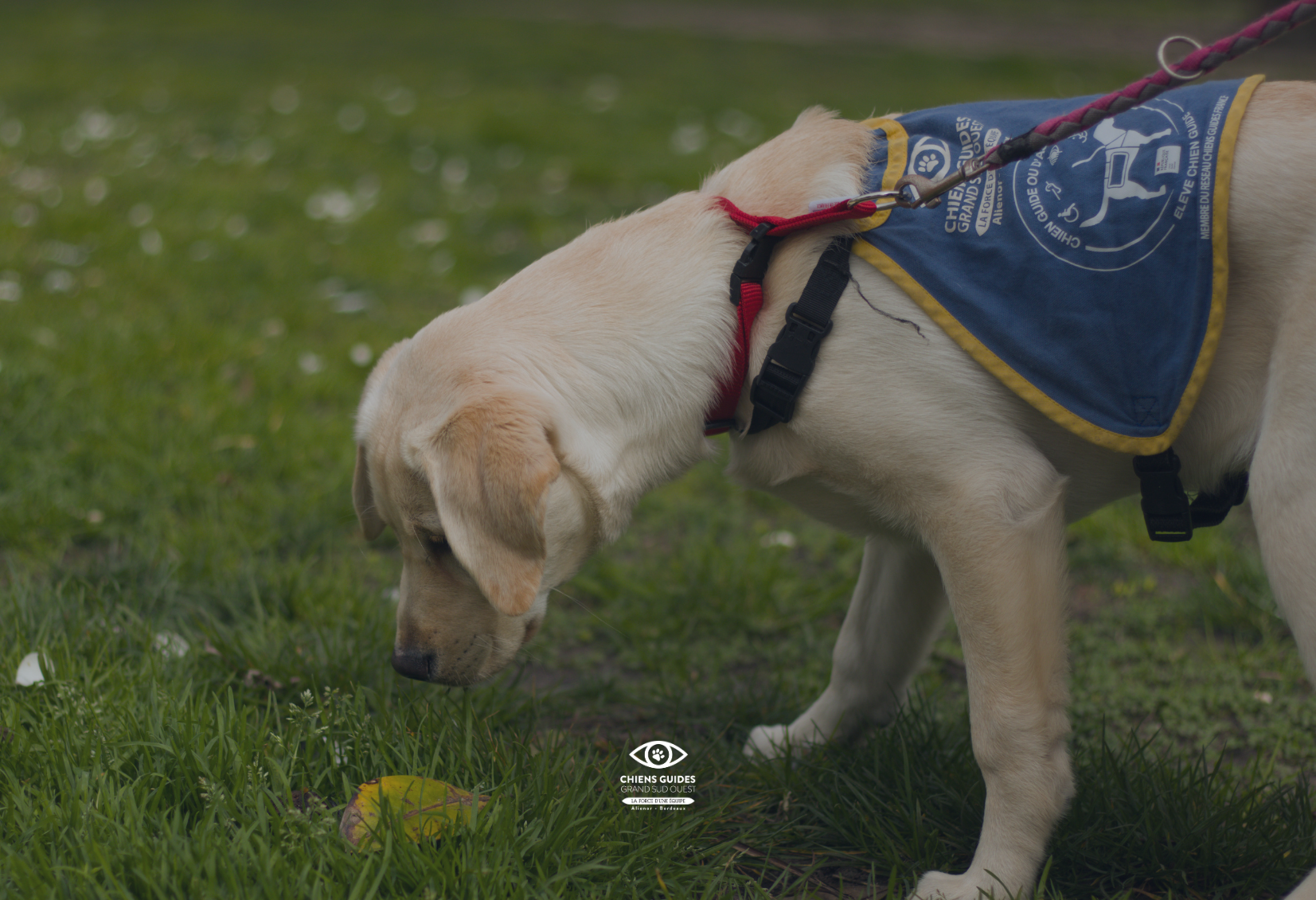 Photo d'Azula, élève chien à l'association des chiens guides Aliénor Aquitaine