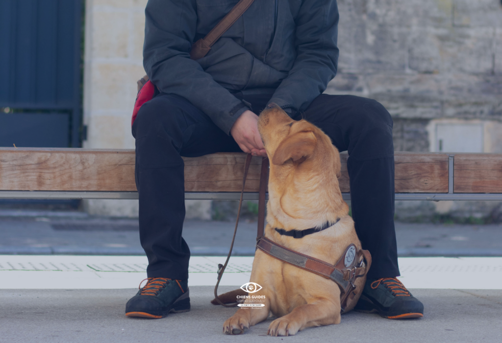 Photo d'un chien guide de l'école Aliénor Aquitaine avec son éducateur dans Bordeaux