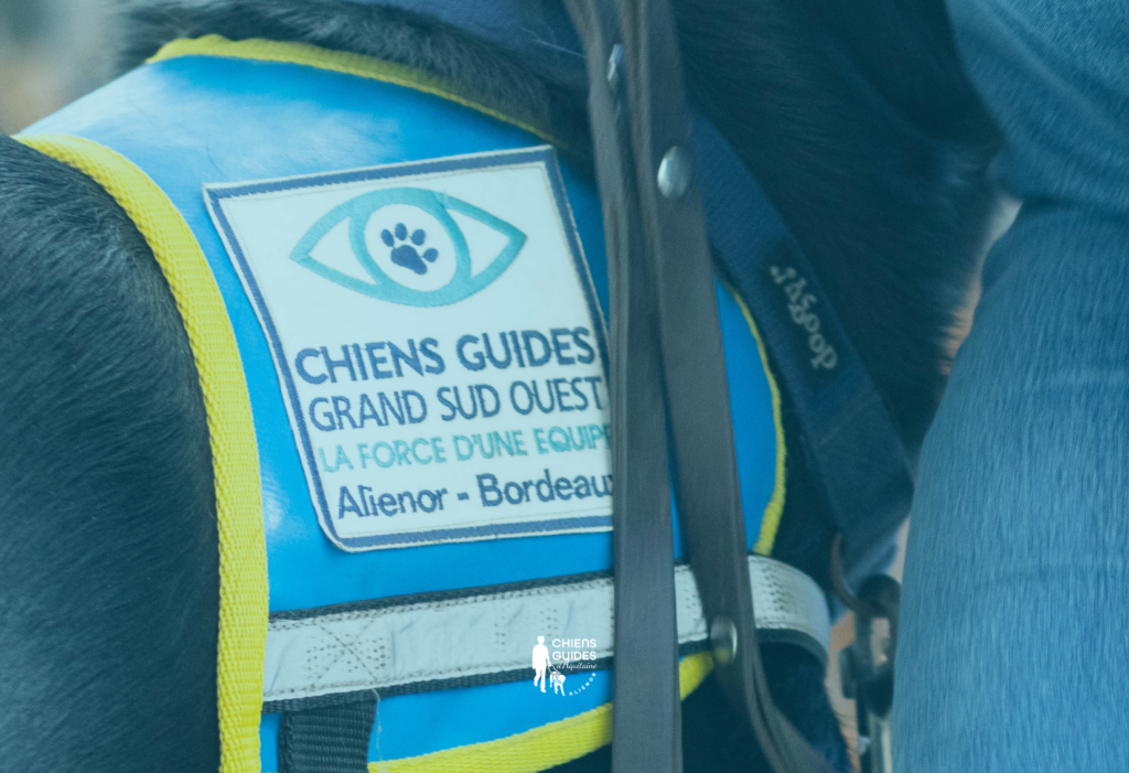 Photo d'un chien guide de l'association aliénor Aquitaine pour l'article : évolution de la législation sur les chiens guides
