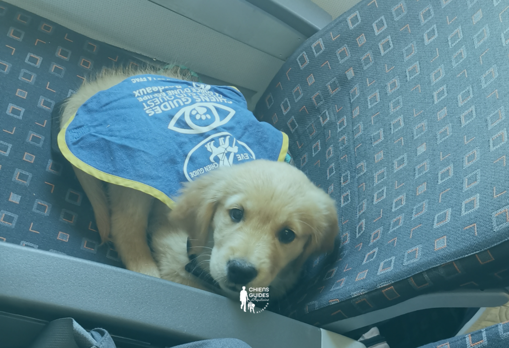 Photo d'Unzip, chiens guides de l'école Aliénor Aquitaine