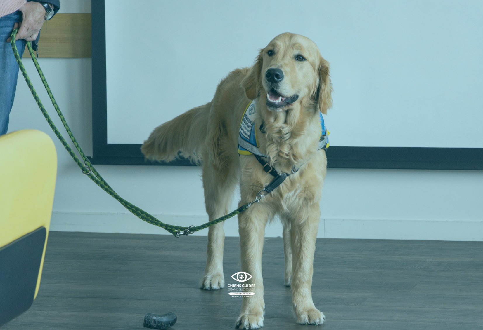 Jeune élève chien guide qui anime une intervention RSE en entreprise.