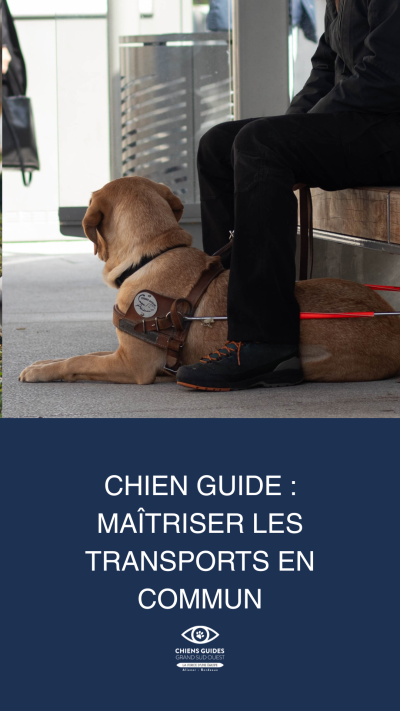 Chien guide : maîtriser les transports en commun