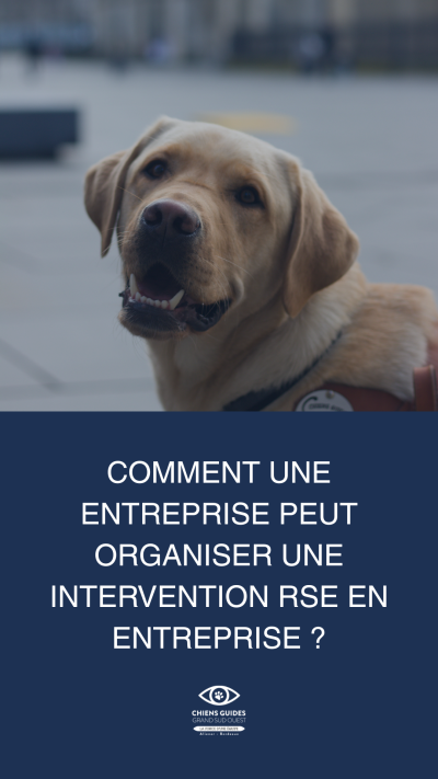 Photo d'un chien guide en formation à l'école des chiens guides aliénor aquitaine pour une intervention RSE en entreprise