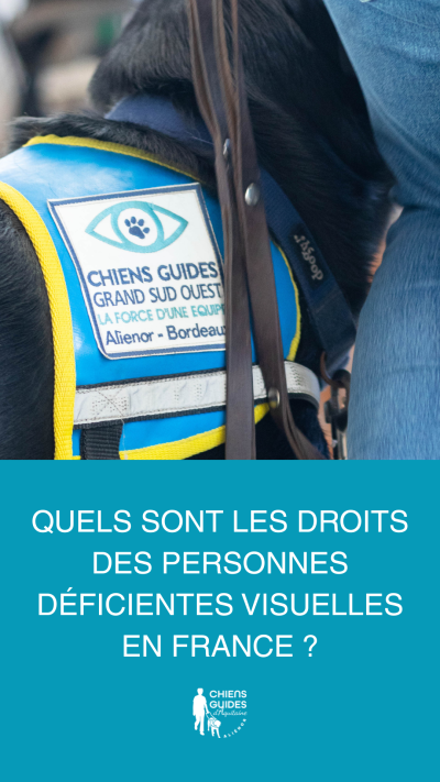Photo de Virgule, chien guide de l'association aliénor Aquitaine pour l'articel : évolution de la législation sur les chiens guides