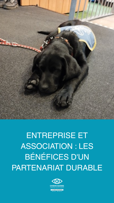 Photo d'un chiot, élève à l'association des chiens guides après une séance de câlin chez un partenaire