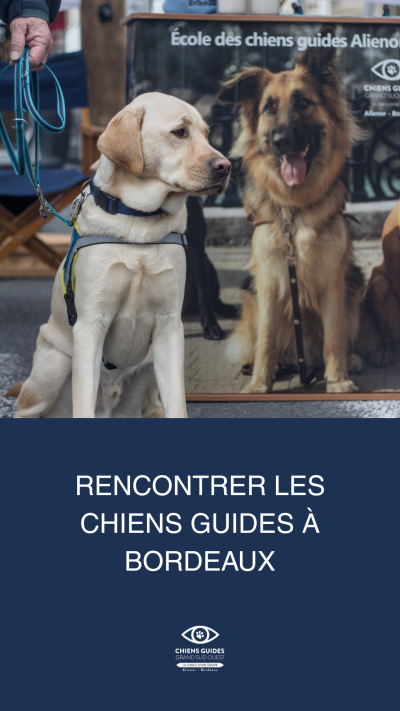 Rencontrer les chiens guides à Bordeaux