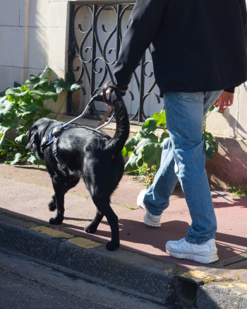 Photo de virgule lors d'une séance d'éducation à Bordeaux